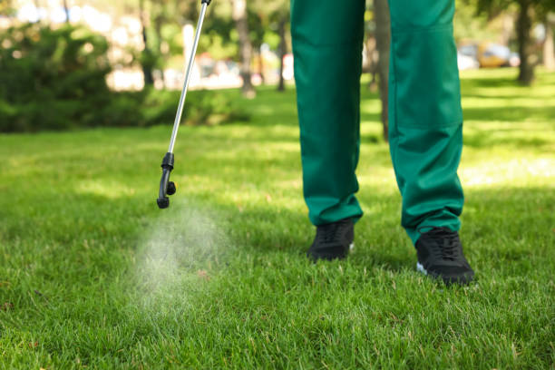 Best Wasp Removal Services  in Hibbing, MN