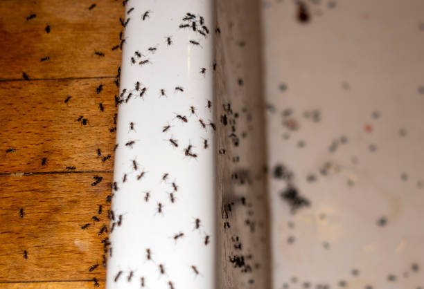 Hibbing, MN Pest Control Company