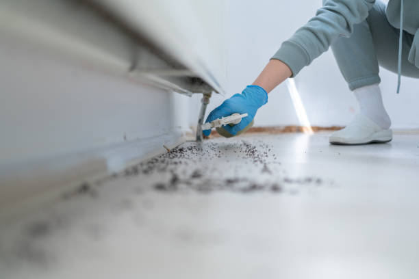 Best Wasp Removal Services  in Hibbing, MN